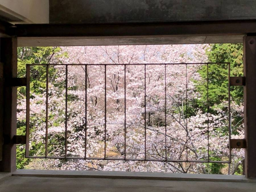 桜山展望台から見える桜